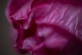 Hibiscus Abstract 1