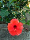 Hibiscus Acetosella A Fabulous deeply cut crimson red foliage Royalty Free Stock Photo