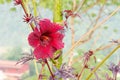 Hibiscus acetosella flower