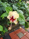 Hibiscus angiosperms Royalty Free Stock Photo