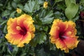 Hibiscus Apollo, a hybrid orange and red flowered tropical hibiscus plant