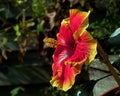 Hibiscus Apollo 3