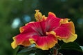 Hibiscus Apollo 3