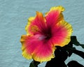 Hibiscus Apollo 3