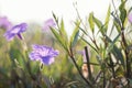 Hibiscus Archeri violet Flower with blur foliage light bokeh at sunrise Royalty Free Stock Photo