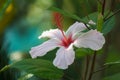 Hibiscus arnottianus `Wilder`s White`