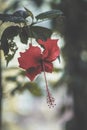 Hibiscus with background blur,Selective focus, Shallow depth of field, Blur, Chrominance noise, Luminance noise, Sharpening Royalty Free Stock Photo