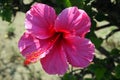 Hibiscus (BCX 0265