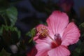 Hibiscus Bloom & Stamen