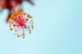 Hibiscus Bloom Up Close - Extreme Macro