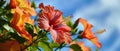 Hibiscus Blooms Vibrant Petals Against A Blue Sky Backdrop