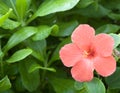 Hibiscus Blossom Royalty Free Stock Photo