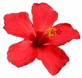 Hibiscus blossom Royalty Free Stock Photo
