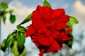 Hibiscus blossom