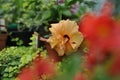 Hibiscus blossom