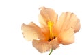 Hibiscus Blossom isolated Royalty Free Stock Photo