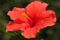 Hibiscus blossom (Rose of Sharon) Royalty Free Stock Photo