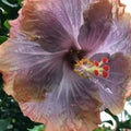 Hibiscus Blossoming during Rainy and Cloudy Day in Winter in Lihue on Kauai Island, Hawaii.
