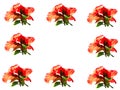 Hibiscus border Royalty Free Stock Photo
