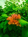 Hibiscus or botanical flower (Latin: Hibiscus rosa-sinensis L.) Royalty Free Stock Photo
