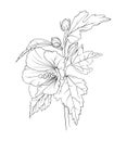 hibiscus branch. vector botanical illustration. outline for coloring