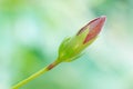 Hibiscus bud Royalty Free Stock Photo