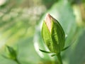 Hibiscus bud flower in garden with sunlight and blurred background ,macro image ,soft focus Royalty Free Stock Photo