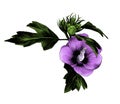 Hibiscus Bud Siberian flower with leaves Royalty Free Stock Photo