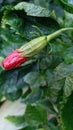 Hibiscus bud Royalty Free Stock Photo