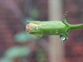 Hibiscus Bud Royalty Free Stock Photo