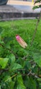 Hibiscus buds. waiting for the right time to bloom and grow Royalty Free Stock Photo