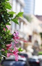 A hibiscus bush with pink flowers