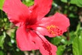 hibiscus flower 5622