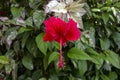 Hibiscus Bush with Red Flower and Variegated Leaves.