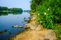 Hibiscus Bush on the Shore of the Illinois River