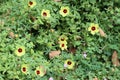 Cambodia. Hibiscus calyphyllus. Siem Reap province. Royalty Free Stock Photo