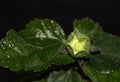 Hibiscus Calyx with ovary Royalty Free Stock Photo