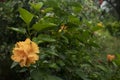 The Hibiscus china rose Hawaiian hibiscus rose Royalty Free Stock Photo