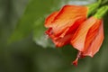 Hibiscus chinese