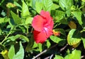 Hibiscus Chinese rose beautiful flower flor hermosa Royalty Free Stock Photo