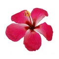 Hibiscus or Chinese rose isolated on white background Royalty Free Stock Photo