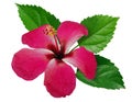 Hibiscus or Chinese rose isolated on white background Royalty Free Stock Photo