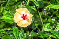 Hibiscus chinese rose