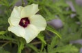 Hibiscus or Clemson Spineless Okra beautiful blossoms in the ga