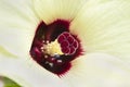 Hibiscus or Clemson Spineless Okra beautiful blossoms in the ga