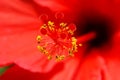 Hibiscus (close-up)