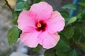 Hibiscus close up background