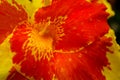 A Hibiscus flower swirling in bright yellow and orange. Royalty Free Stock Photo