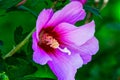 Hibiscus Close Up