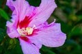 Hibiscus Close Up